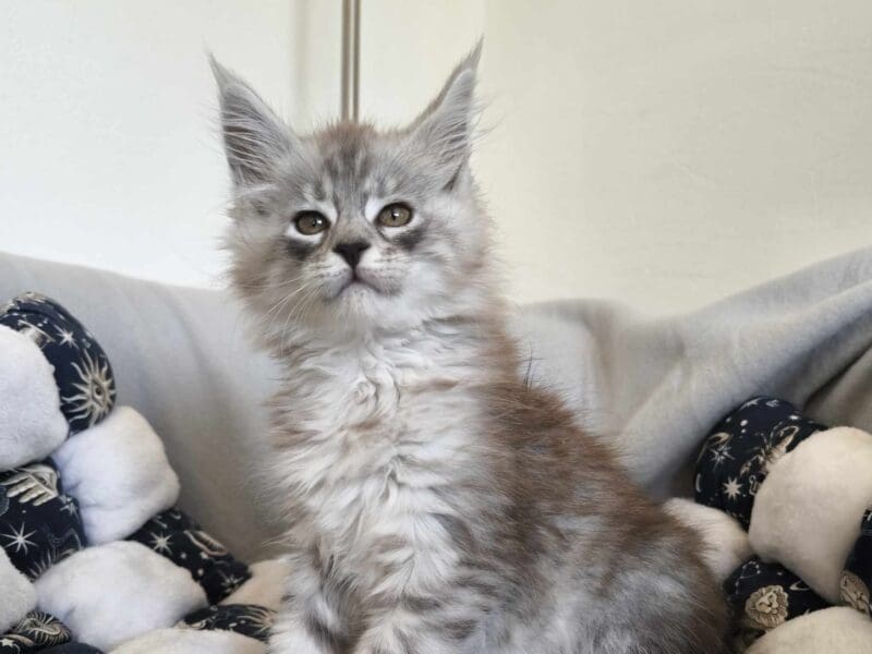 Femelle Maine Coon LOOF