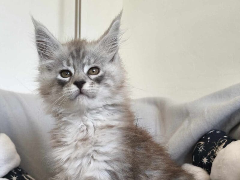 Femelle Maine Coon LOOF