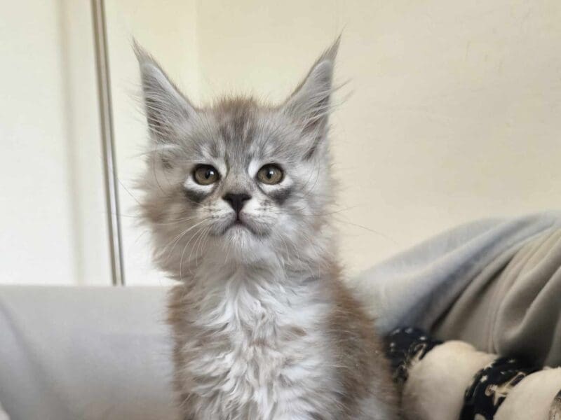 Femelle Maine Coon LOOF