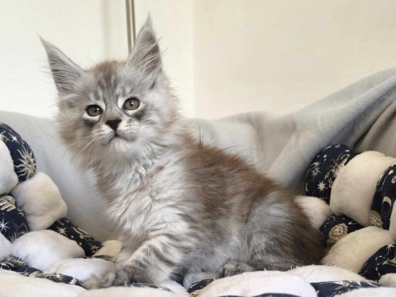 Femelle Maine Coon LOOF