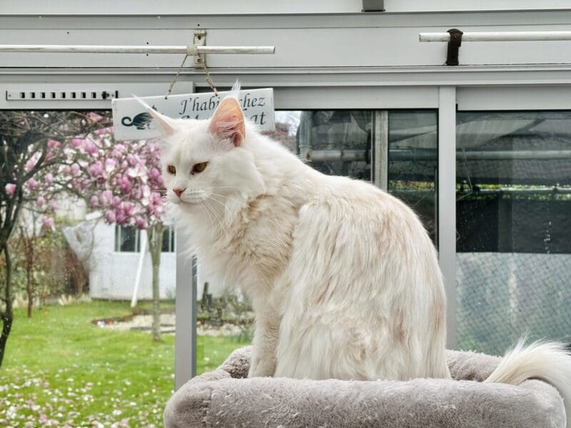 Chaton Maine Coon LOOF