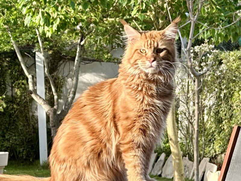 Chaton Maine Coon LOOF