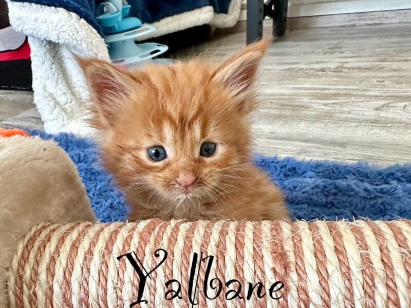 Chaton Maine Coon LOOF