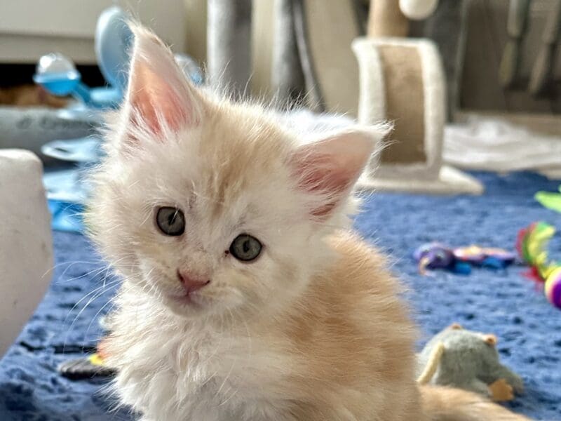 Chaton Maine Coon LOOF