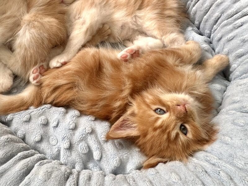 Chaton Maine Coon LOOF