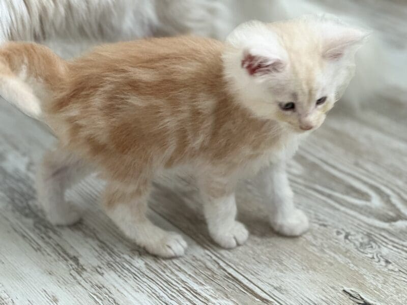 Chaton Maine Coon LOOF