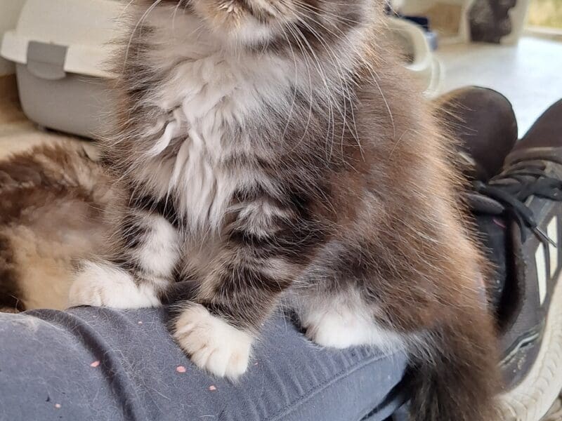 chaton Maine Coon Loof Black silver Blotched tabby et Blanc faible consanguinité