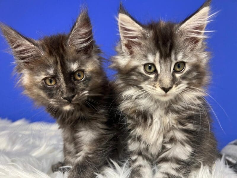 2 filles maine coon argent n22 et fs22 (Annie and Alice)