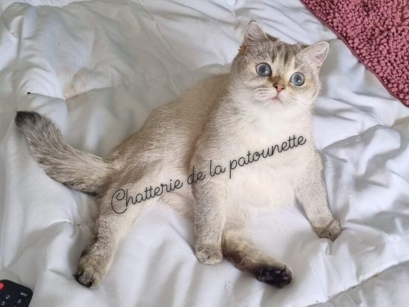 FEMELLE ADULTE BRITISH SHORTHAIR