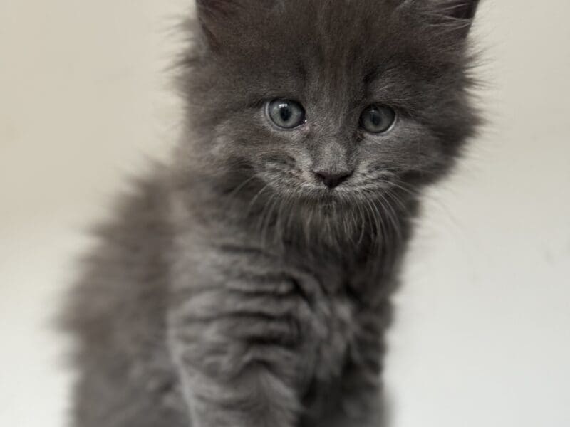 Chatons Maine Coon