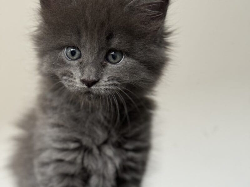 Chatons Maine Coon