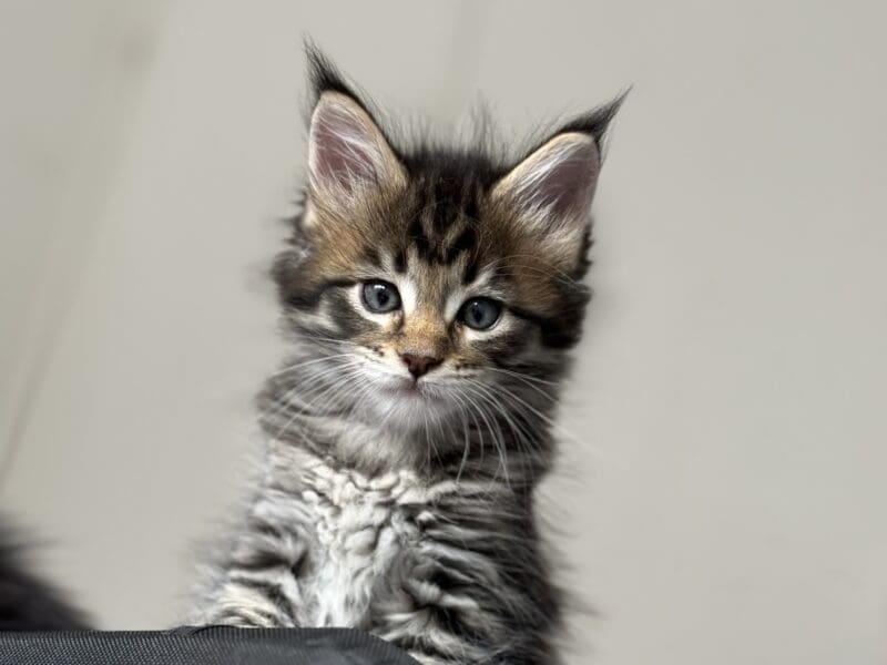 Chatons Maine Coon