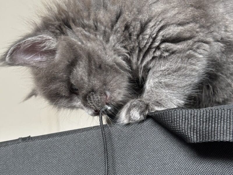 Chatons Maine Coon