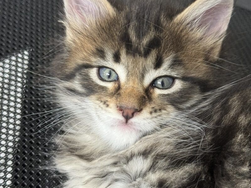 Chatons Maine Coon