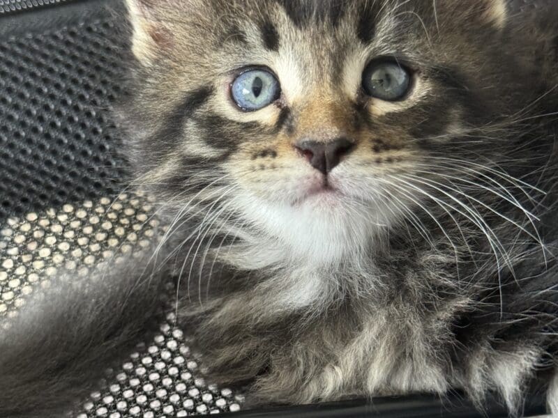 Chatons Maine Coon