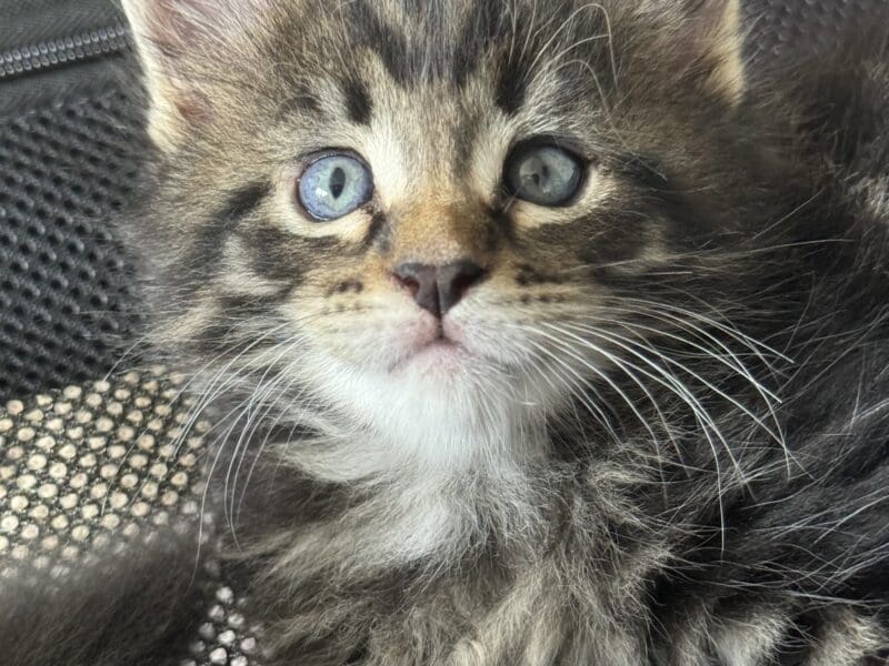 Chatons Maine Coon