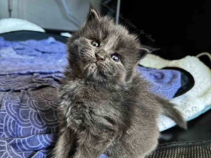 Chatons Maine Coon