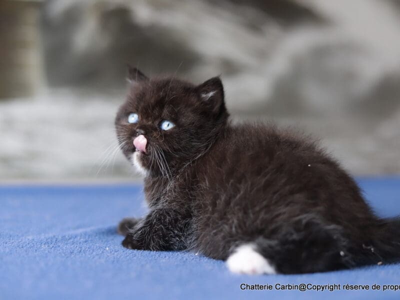 British Shorthair yeux bleus dominants couleur noir en Franche comté. A coté de BELFORT (90) et MONTBELIARD (25)