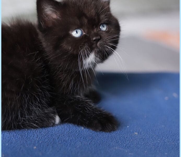 British Shorthair yeux bleus dominants couleur noir en Franche comté. A coté de BELFORT (90) et MONTBELIARD (25)