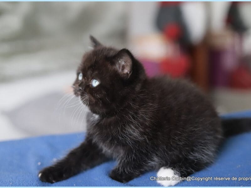 British Shorthair yeux bleus dominants couleur noir en Franche comté. A coté de BELFORT (90) et MONTBELIARD (25)