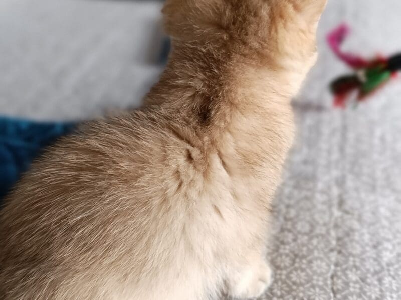 Chaton British Shorthair 3 mois LOOF