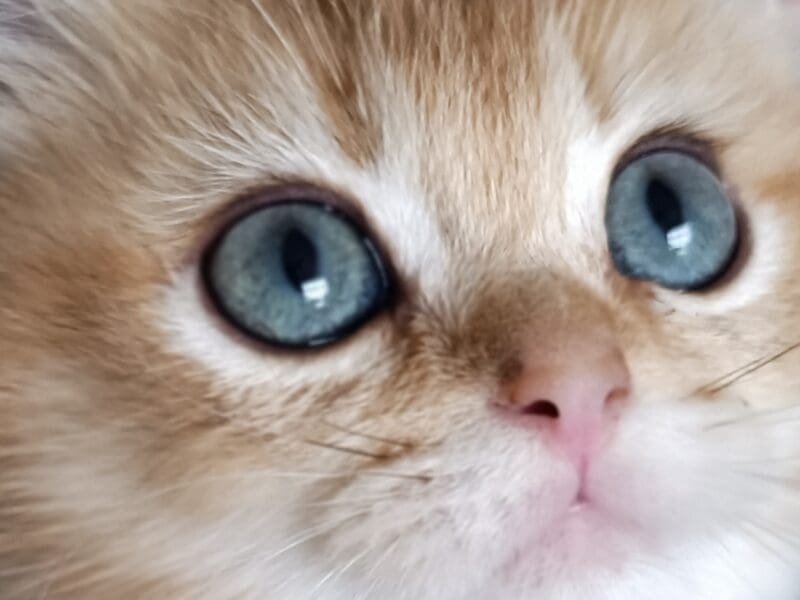 Chaton British Shorthair 3 mois LOOF