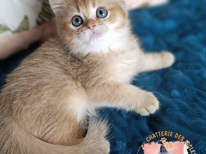Chaton British Shorthair 3 mois LOOF