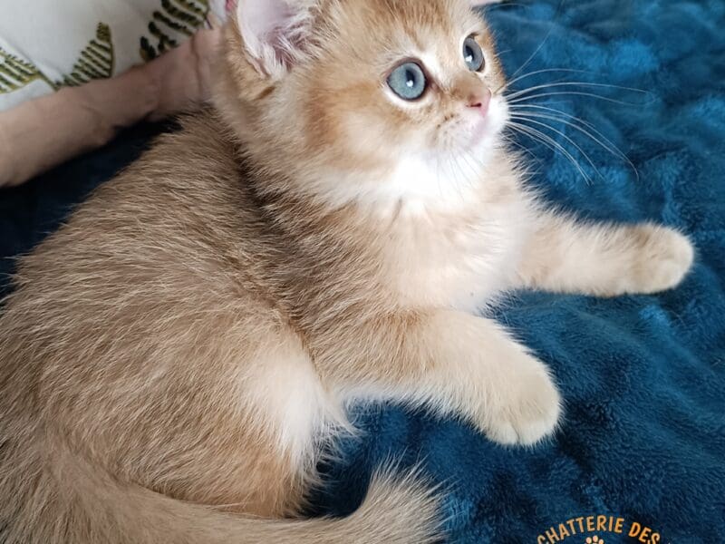 Chaton British Shorthair 3 mois LOOF