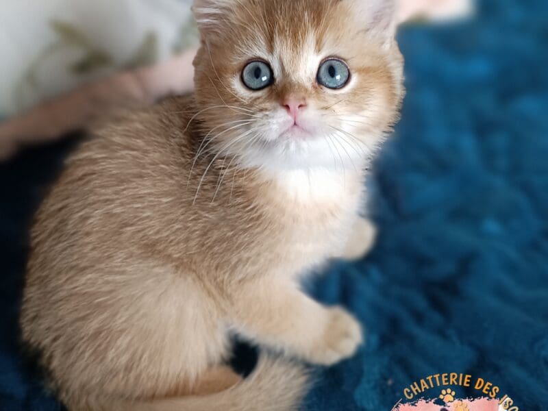 Chaton British Shorthair 3 mois LOOF
