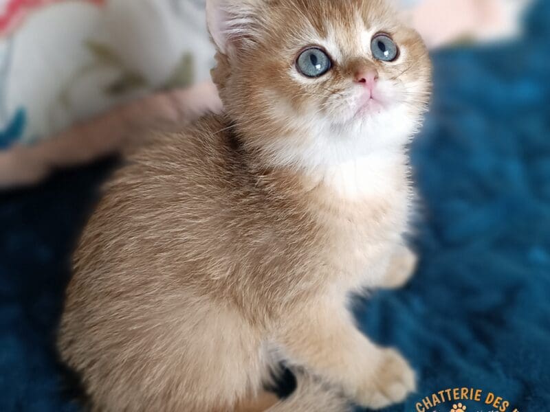 Chaton British Shorthair 3 mois LOOF