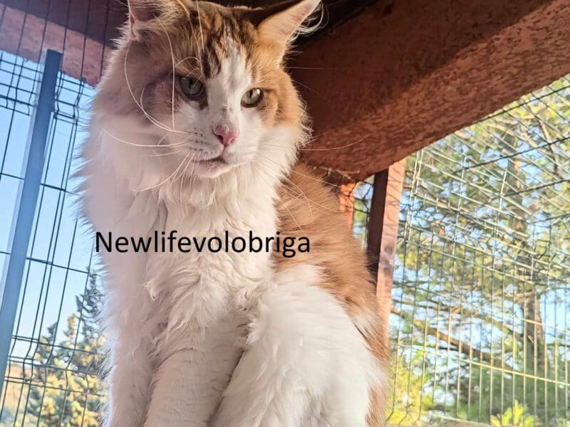 male maine coon retraité d'elevage