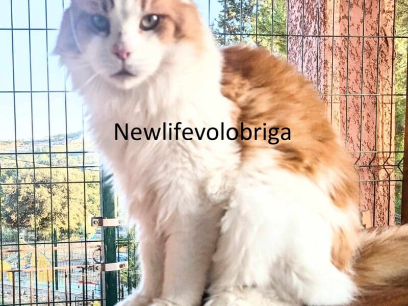 male maine coon retraité d'elevage