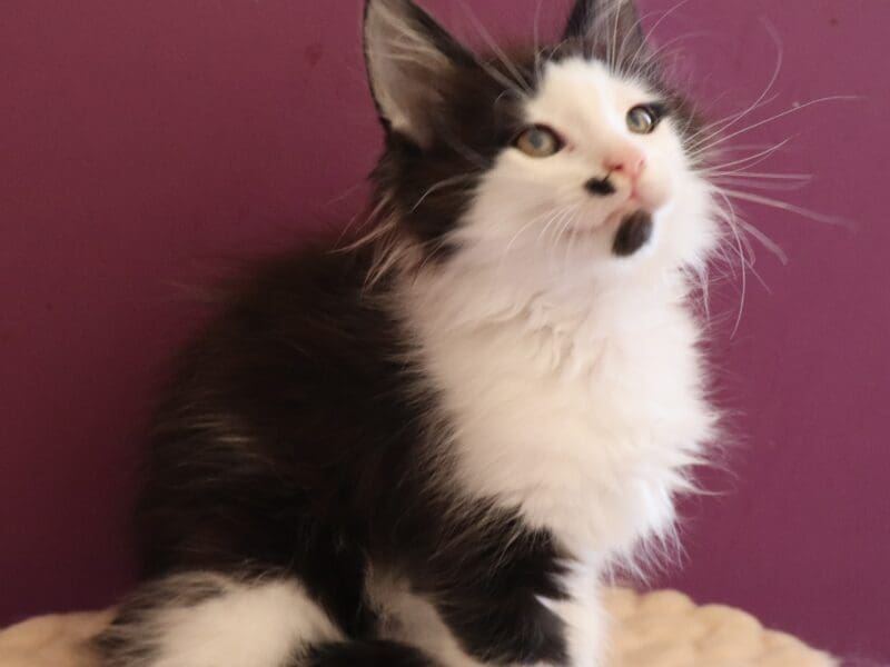 splendide chaton maine coon loof