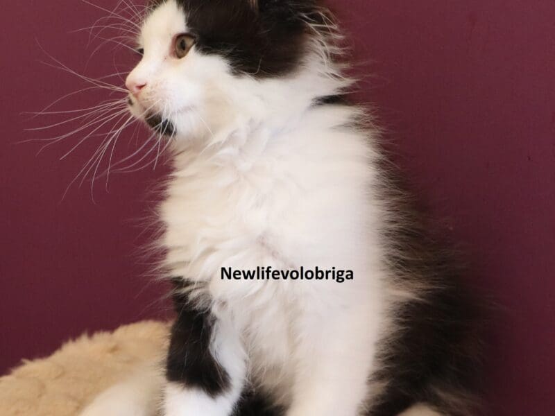splendide chaton maine coon loof