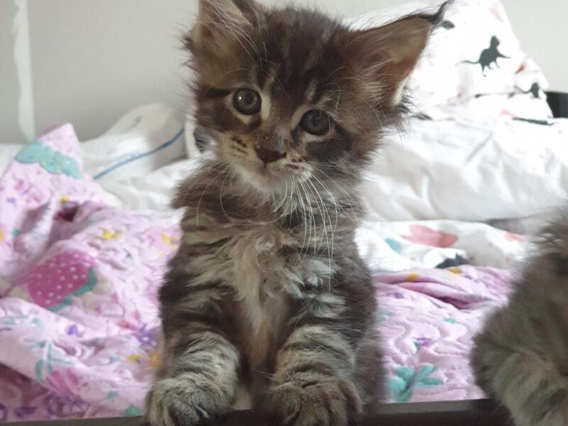 YayaCoons d'Amitycoon