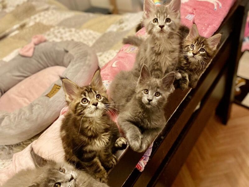 YayaCoons d'Amitycoon