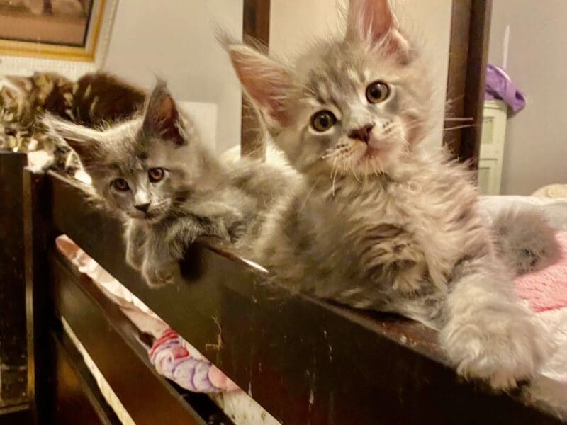 YayaCoons d'Amitycoon