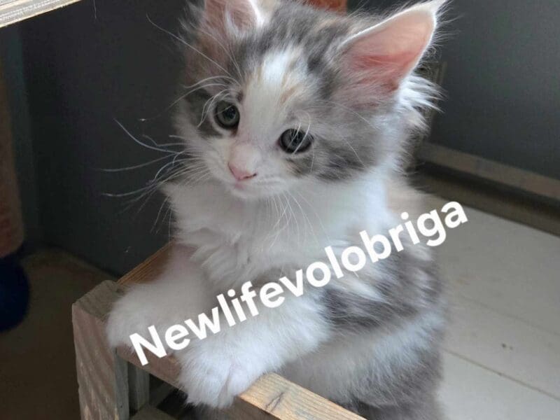 Splendide femelle Maine Coon polydactyle