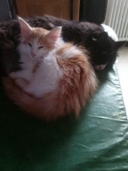 Chaton norvégien mâle roux et blanc très câlin disponible de suite