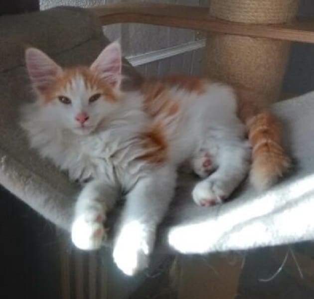 Chaton norvégien mâle roux et blanc très câlin disponible de suite