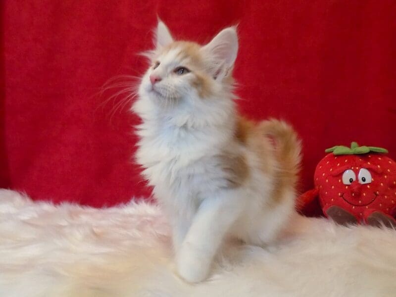 Chaton norvégien mâle roux et blanc très câlin disponible de suite