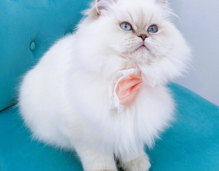 Chatonne Highland Straight pedigree Loof et label Or Chaton de France